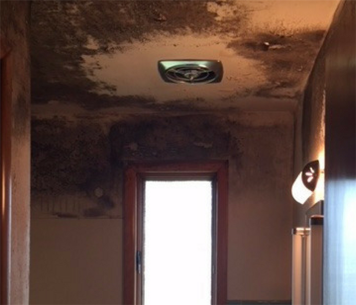 mold on bathroom wall and ceiling