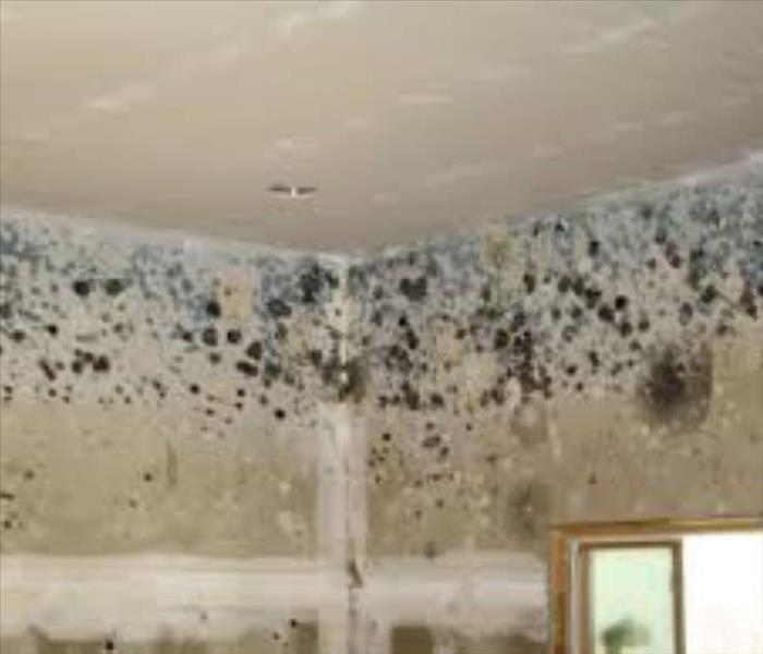 corner of a beige ceiling with mold spores across the top 