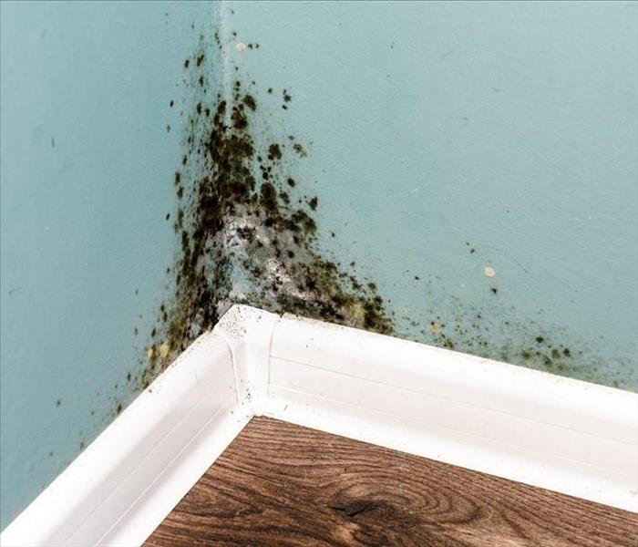 image of residential mold present in the corner of a room