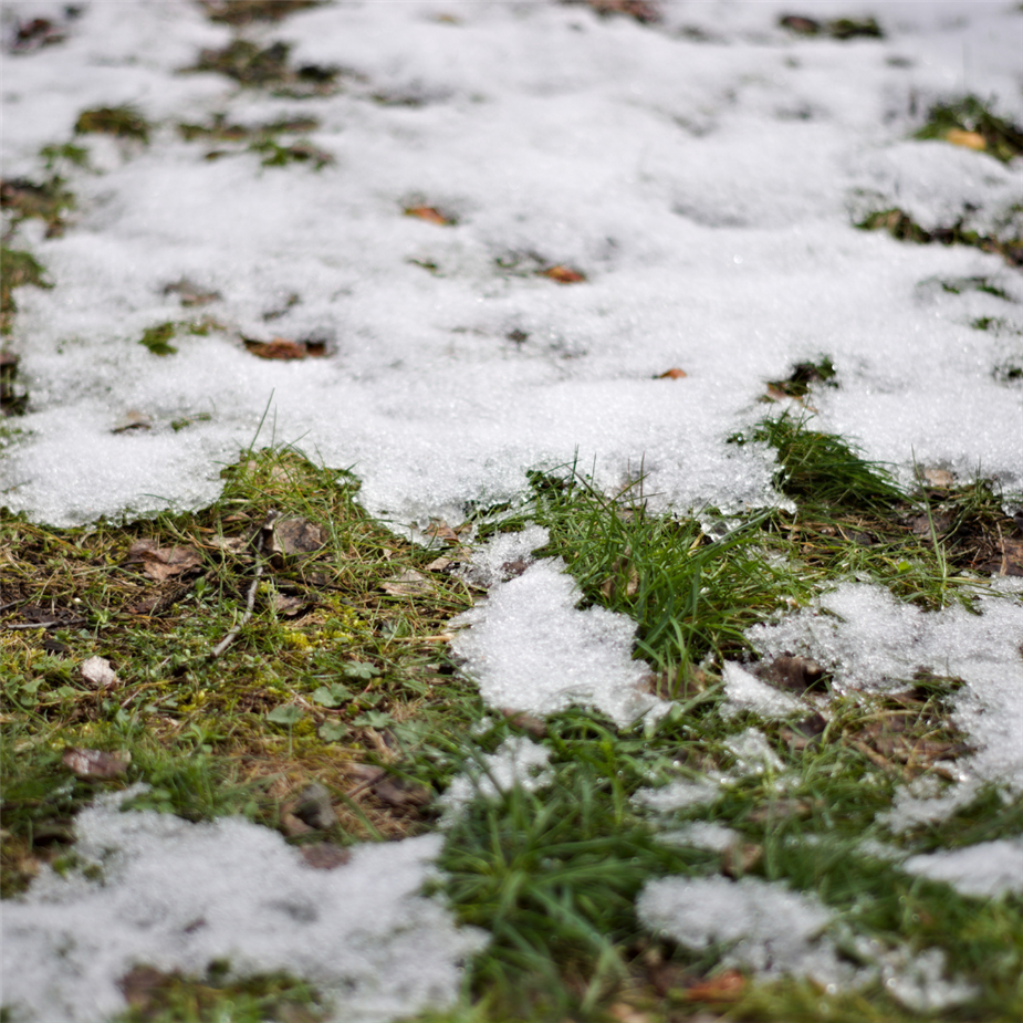 Melting snow on grass.